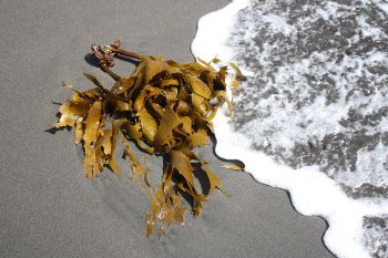 kelp-841608_1280.jpg